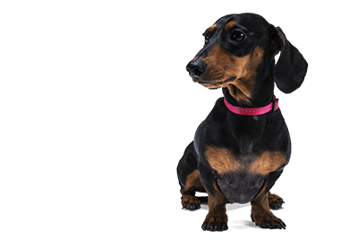 Sausage dog with pink collar