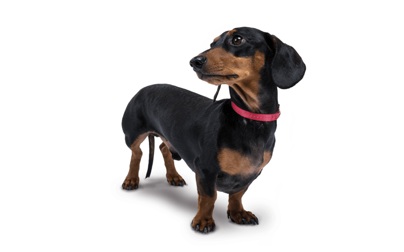 dachshund looking to side